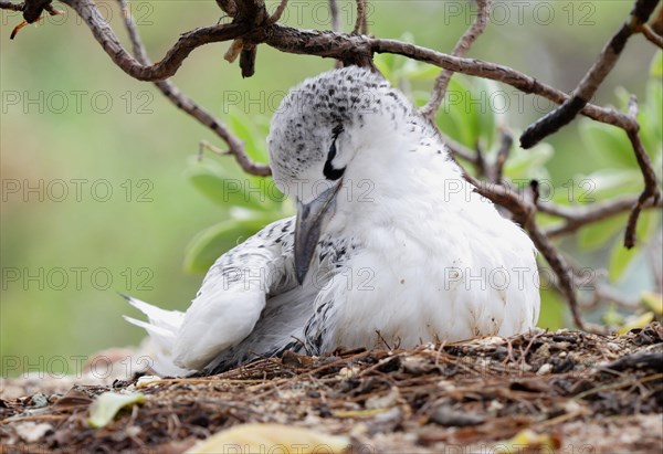 Red-tailed Tropicbird