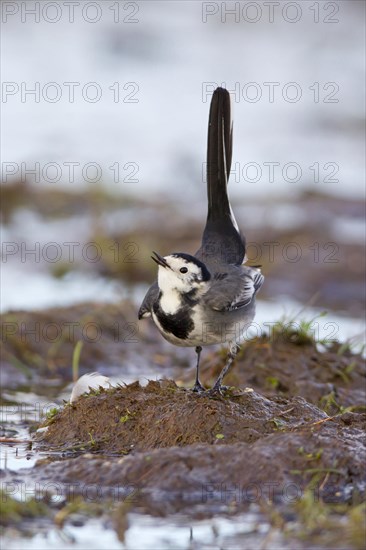 Pied Wagtail