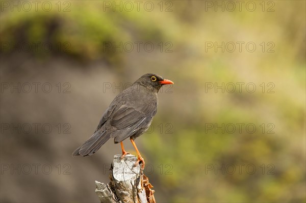 Great thrush