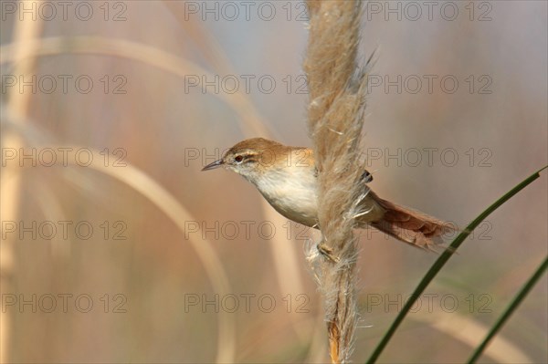 Sulphur-bearded Spinetail