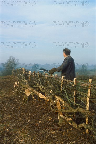 Man laying hedge