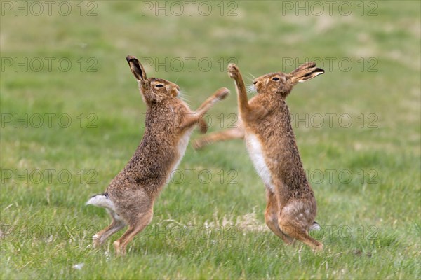 European Hare