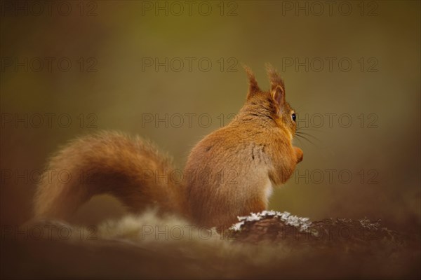 Eurasian red eurasian red squirrel