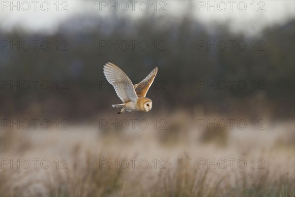 Common barn owl