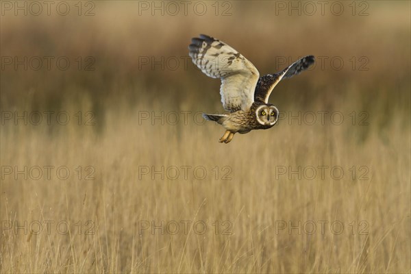 Short-eared owl