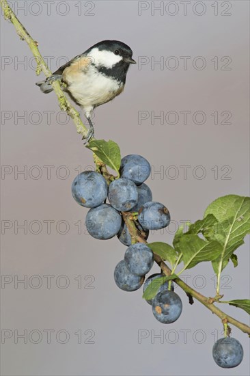 Coal Tit