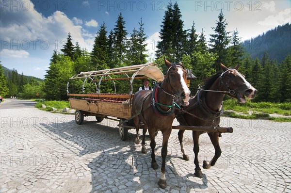 Horses pulling carriages for tourists in the mountains