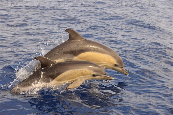 Short-beaked Common Dolphin