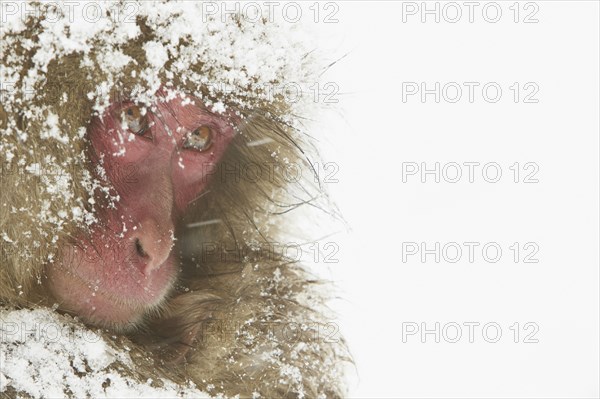 Japanese Macaque