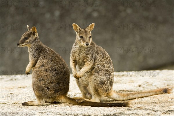 Brush-tailed Rock Kangaroo