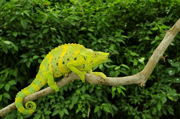 Meller's giant chameleon