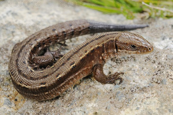 Viviparous lizard