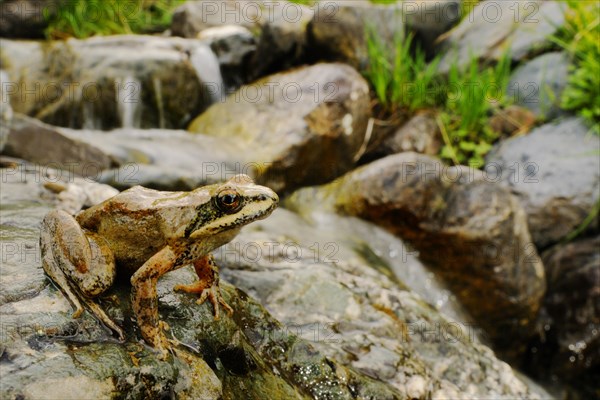 Pyrenean Frog