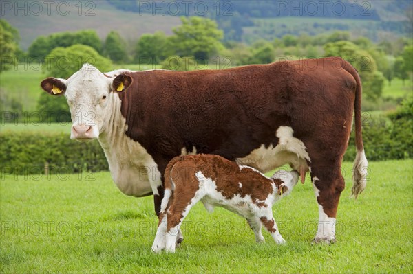 Domestic Cattle