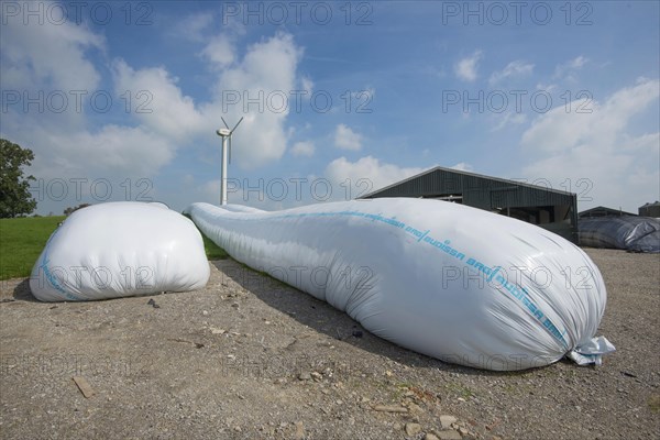 Whole wheat in ag bags on the farm