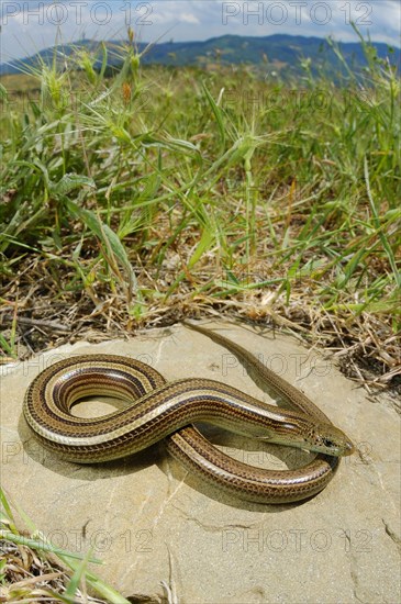 Three-toed Skink