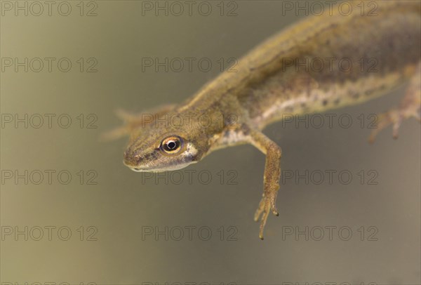 Smooth Newt