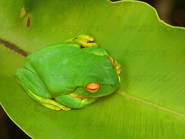 White-lipped tree frog