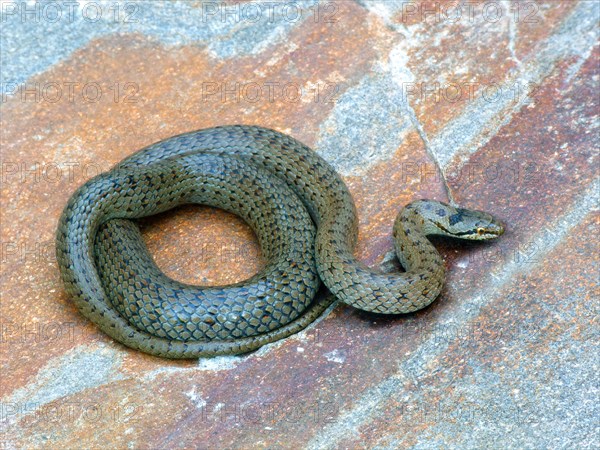 Smooth snake