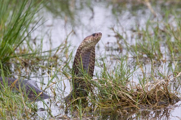 Mozambique spitting cobra