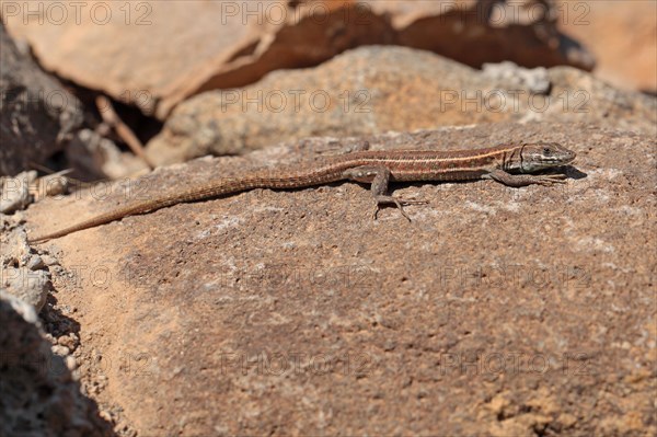 Eastern Canary Lizard