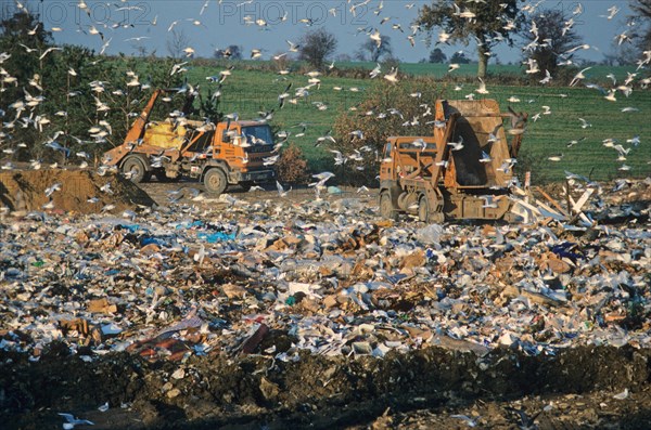 Gulls at rubbish dump