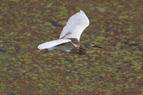 Indian indian pond heron