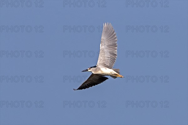 Night Heron with Black Crown Flying at Lake Kerkini Northern Greece