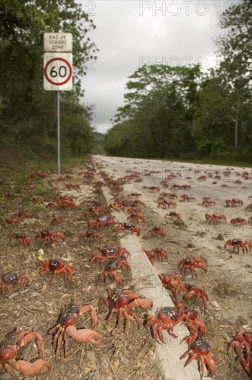 Christmas island red crab