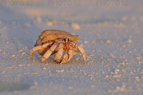 Strawberry Land Hermit Crab