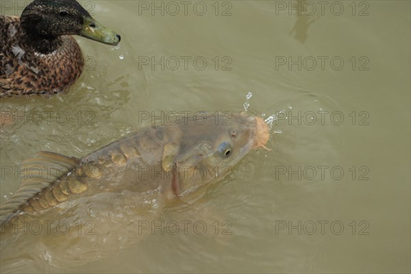 Mirror Carp