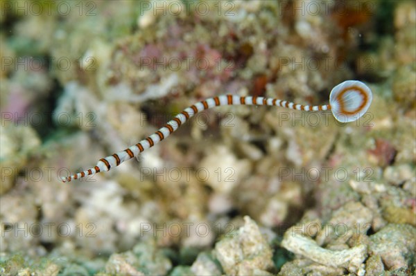 Ringed Pipefish