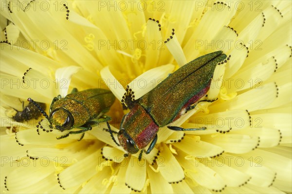 Emerald beetle