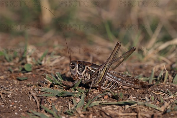 White-faced Bush-cricket