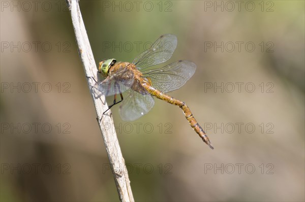 Norfolk Hawker