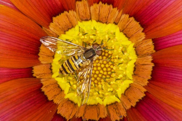 Marmalade Hoverfly