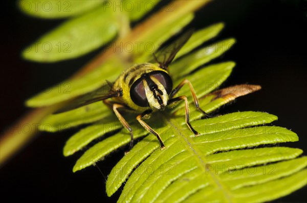 Hoverfly