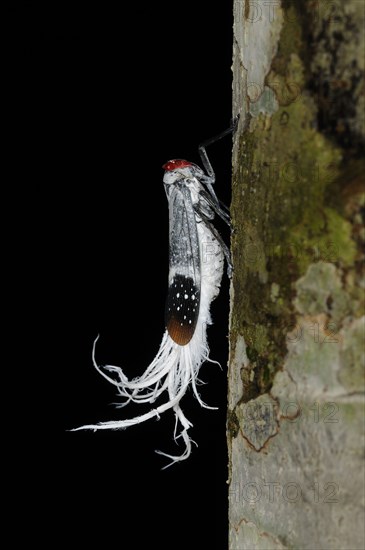 Wax-tailed plant hopper