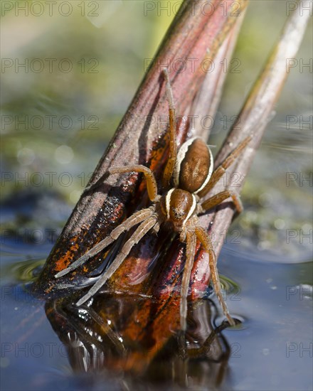 Raft spider