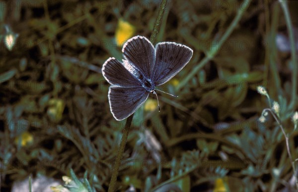 Lung Gentian Ant Blue