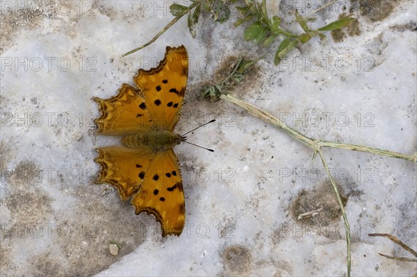 Southern Comma