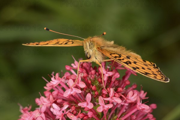 Adult dark green dark green fritillary