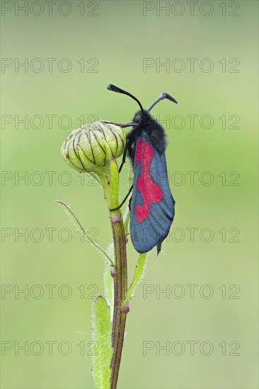 Five-spot Burnet