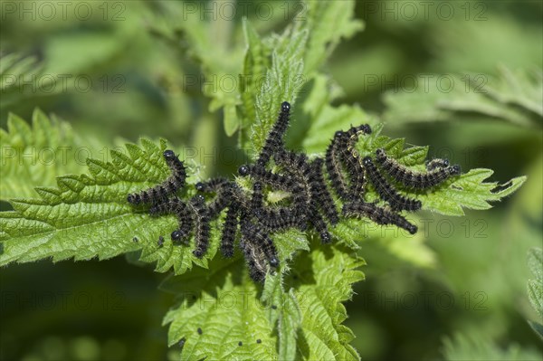 Small Tortoiseshell