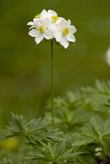 Narcissus-flowered Anemone