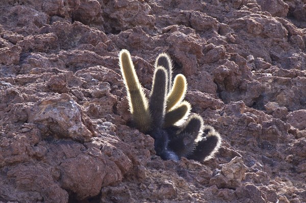Galapagos lava cactus found exclusively on barren lava