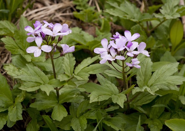 Five-leaved toothwort