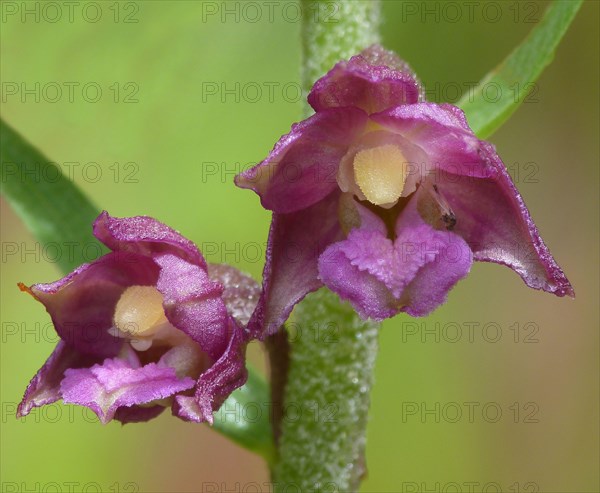 Brown-red hellebore