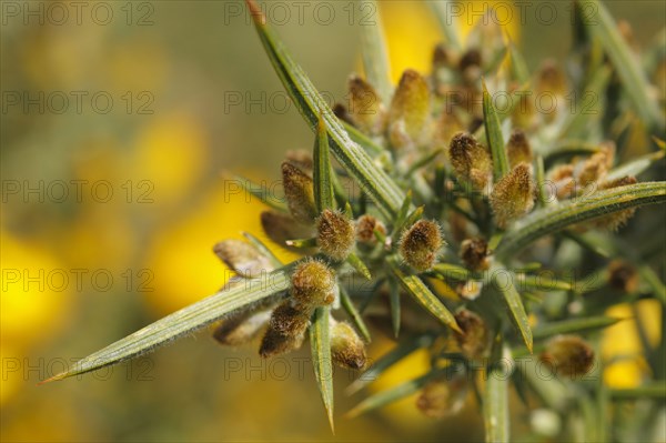 Common common gorse