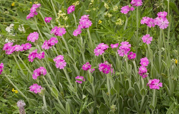 Flowering silene flos-jovis